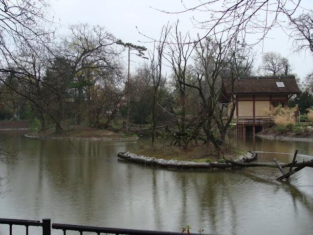 Island Saimiri s. sciureus