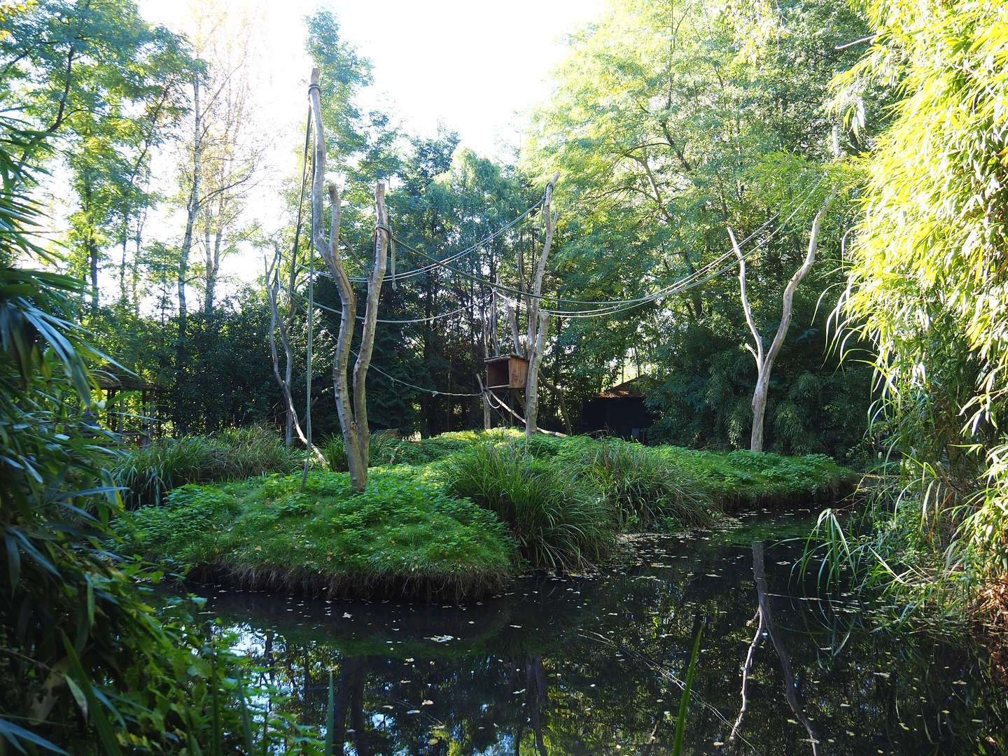 Island temporarily housing split-off group of Ring-tailed lemurs (Normally crowned lemur island), 2022-10-09