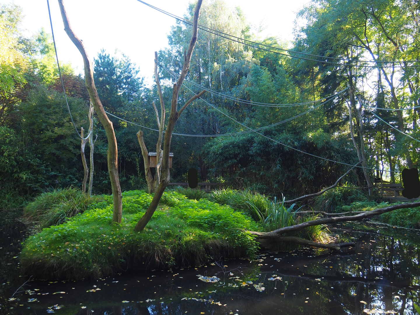 Island temporarily housing split-off group of Ring-tailed lemurs (Normally crowned lemur island), 2022-10-09
