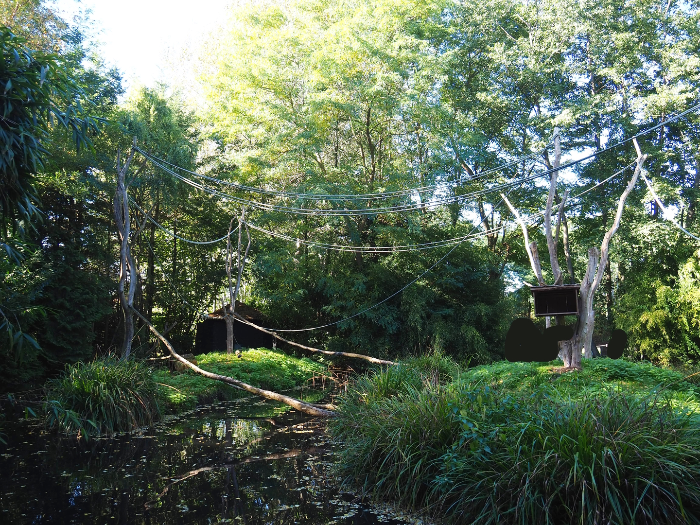 Island temporarily housing split-off group of Ring-tailed lemurs (Normally crowned lemur island), 2022-10-09