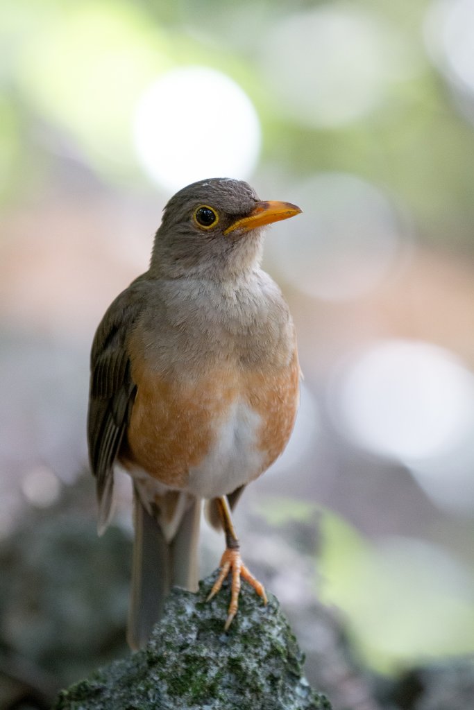 Island Thrush