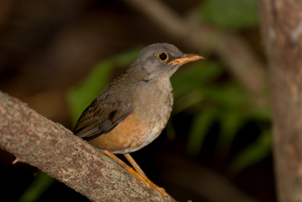 Island Thrush