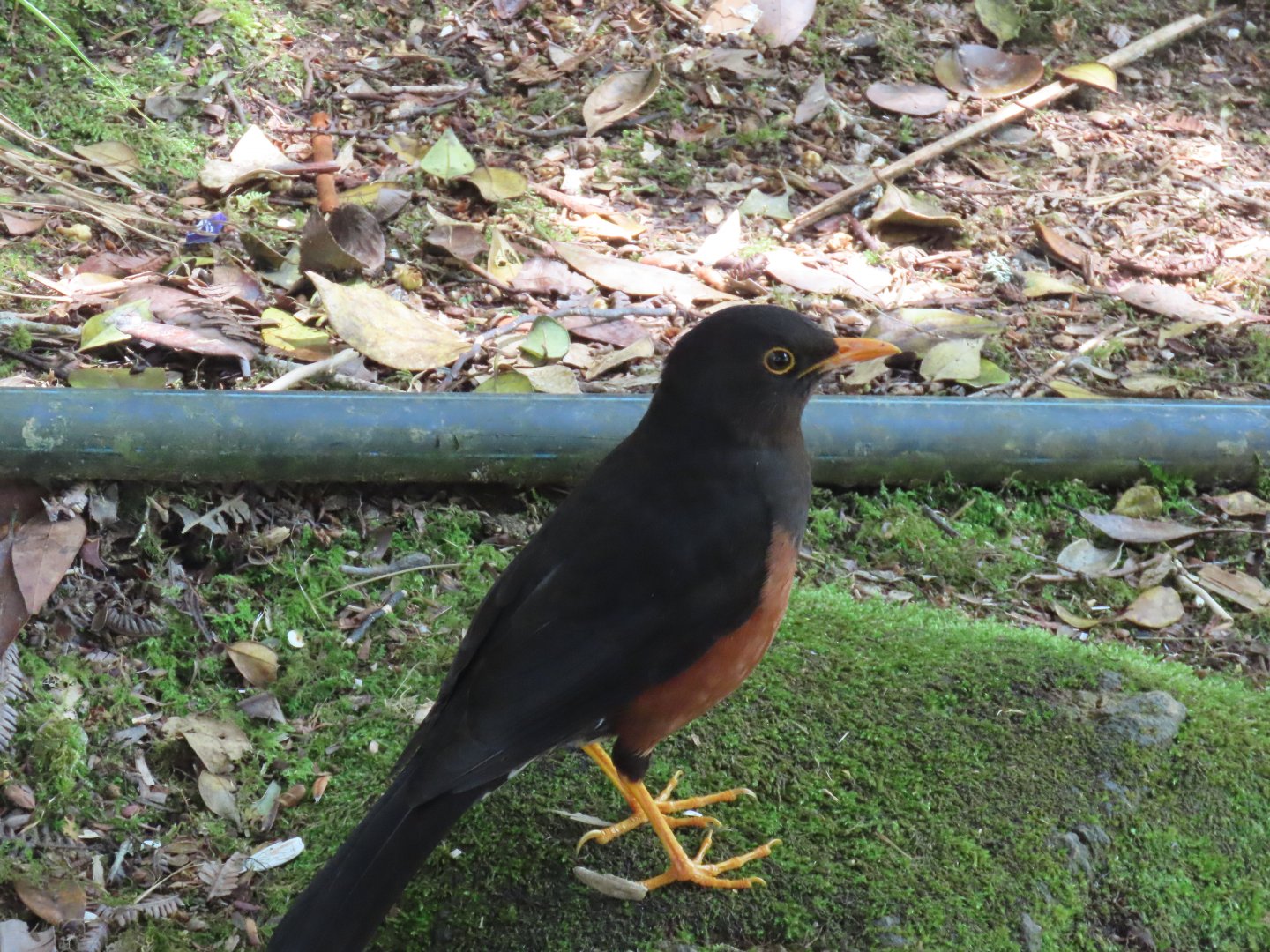 island trushe Borneo thrush (Turdus poliocephalus seebohmi), mt kinabalau