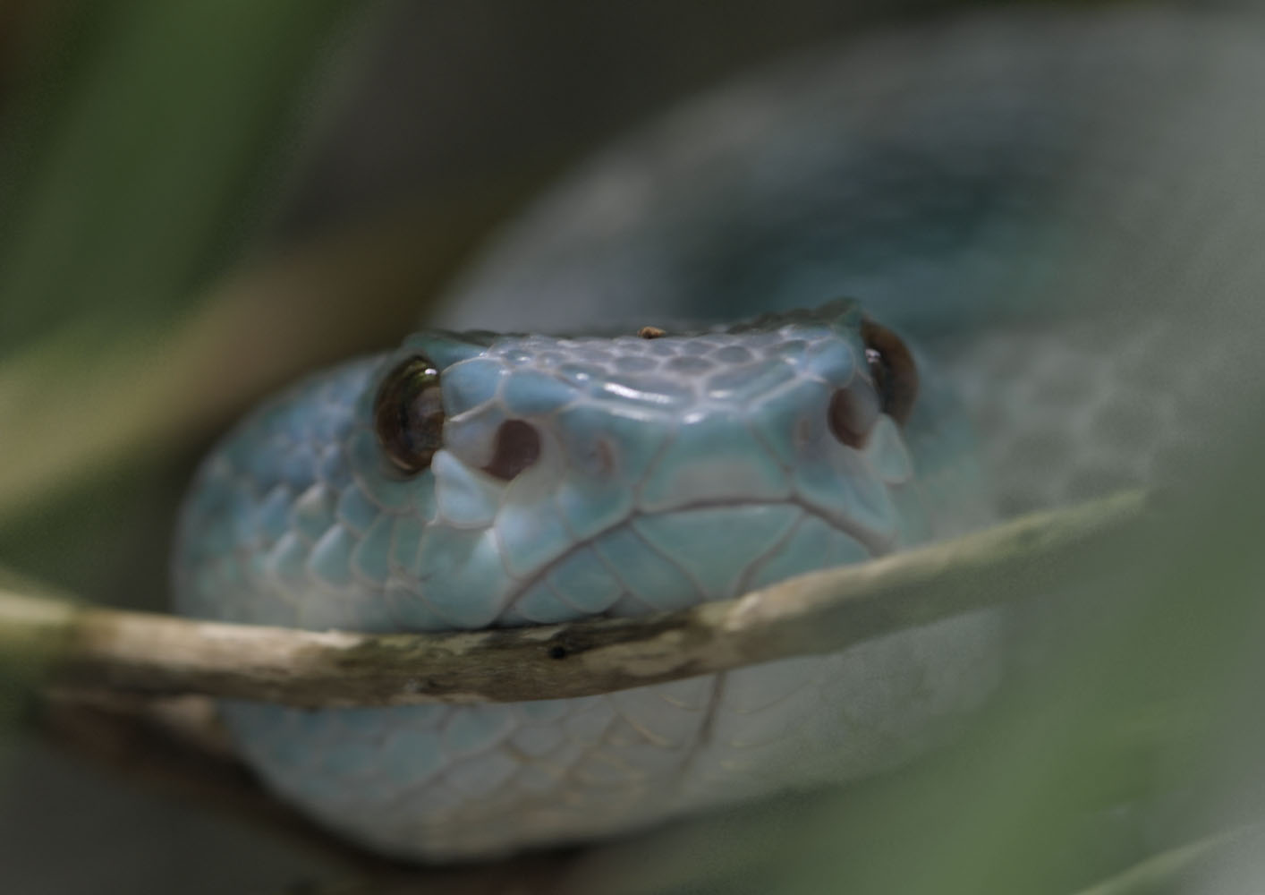 Island white-lipped pit viper