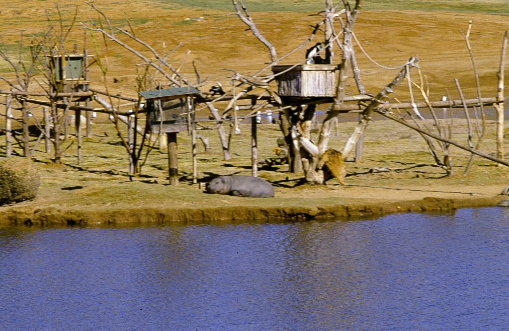 Island with Colobus and Hippo - 1981