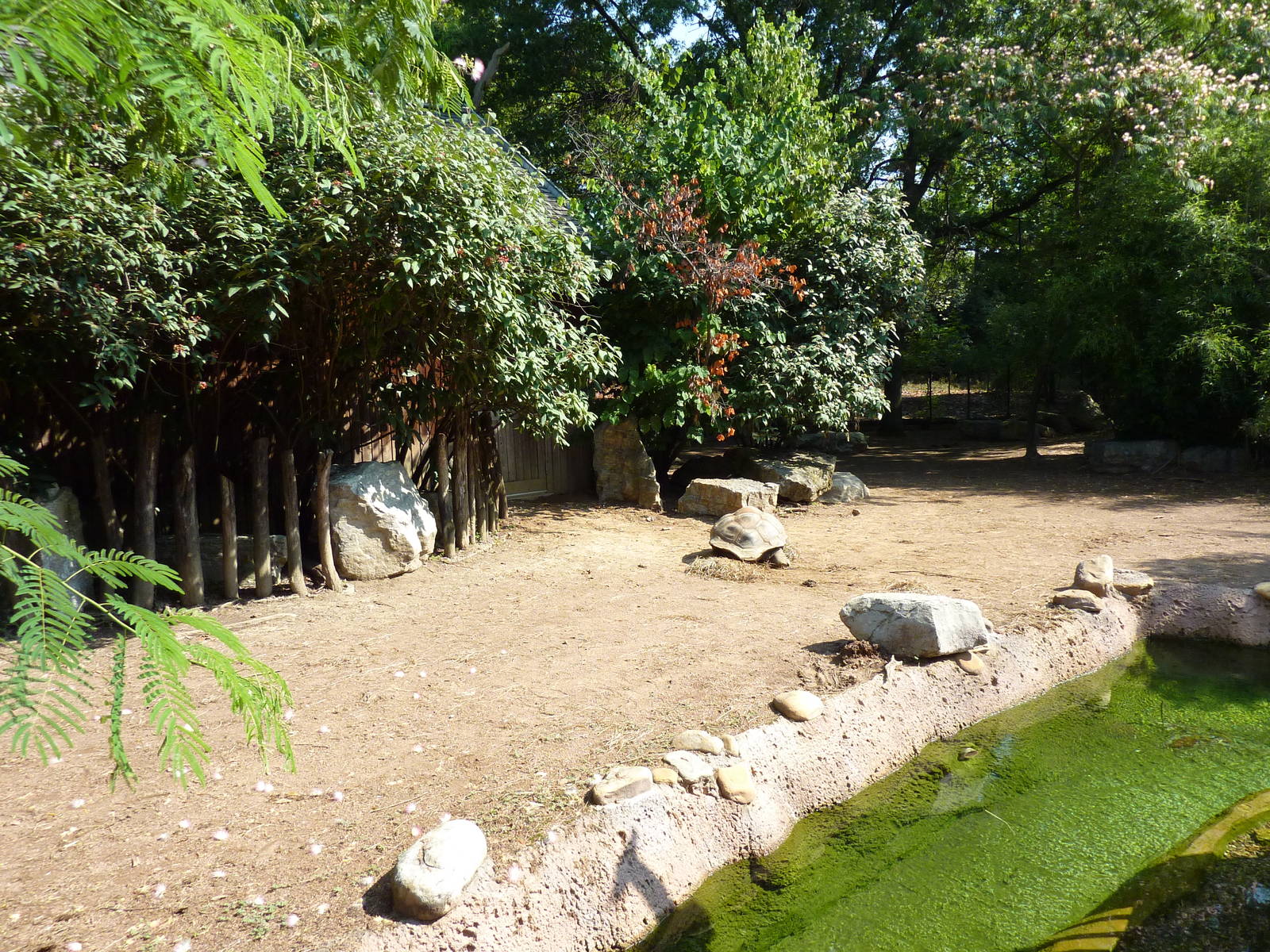 Islands - Aldabra Tortoise/Demoiselle Crane Exhibit