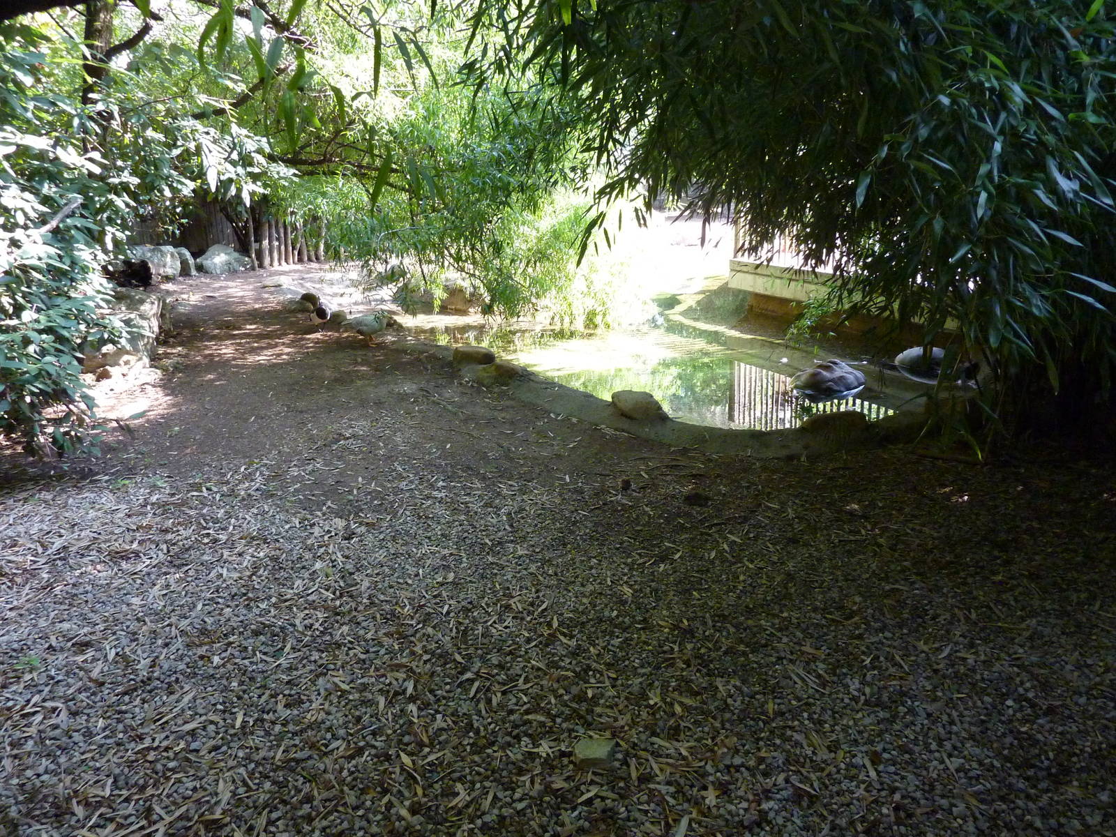 Islands - Aldabra Tortoise/Demoiselle Crane Exhibit
