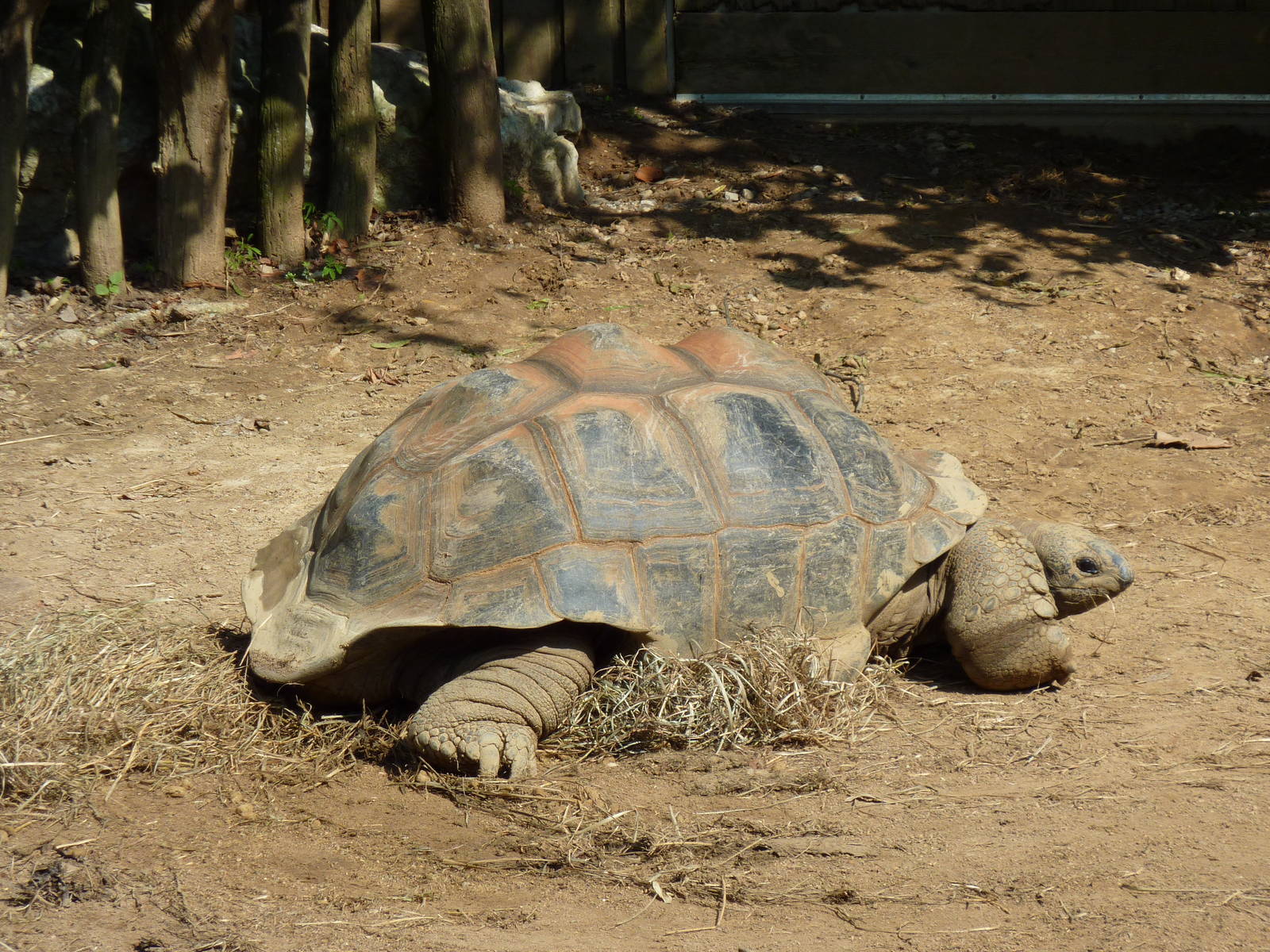 Islands - Aldabra Tortoise