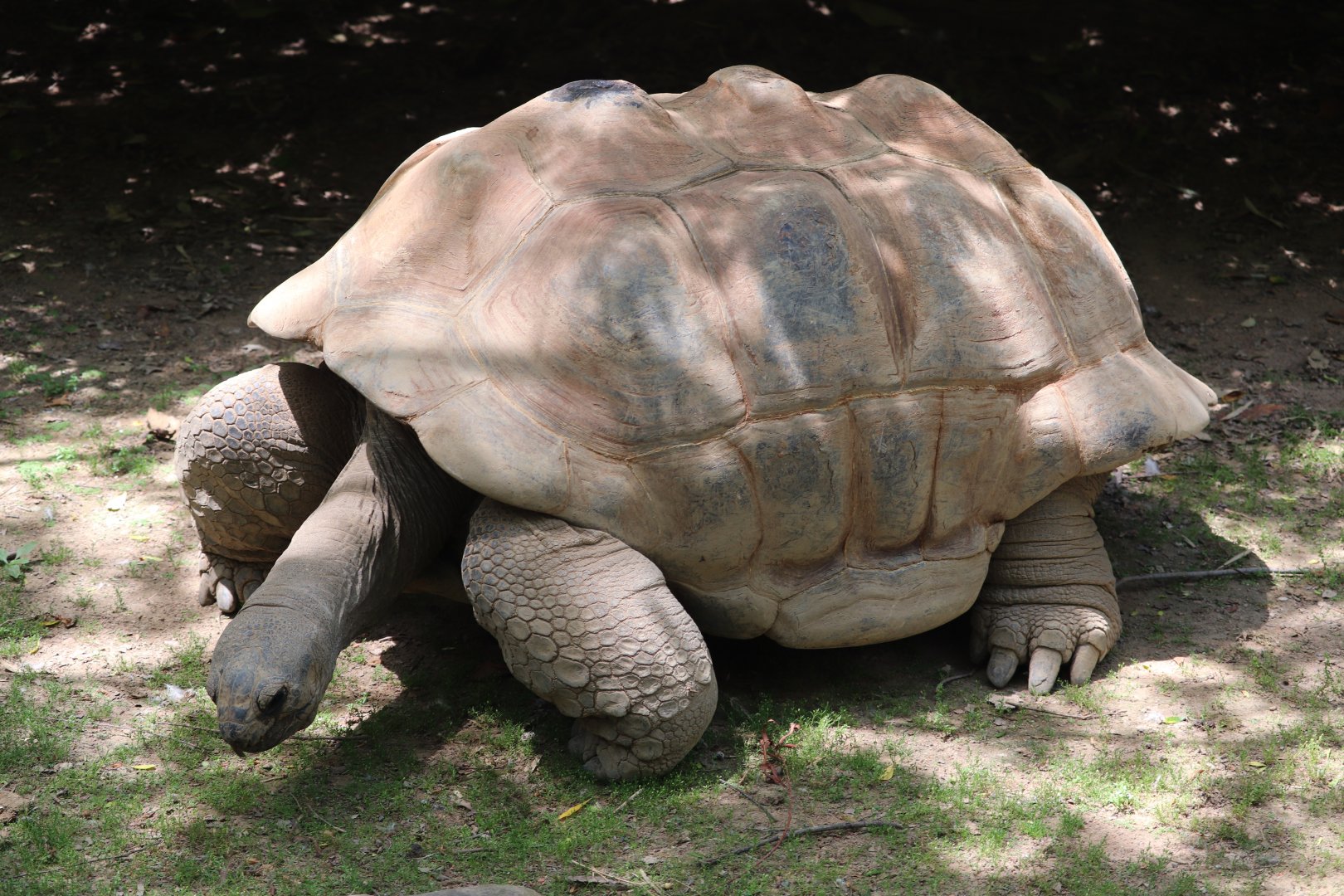 Islands - Aldabra Tortoise