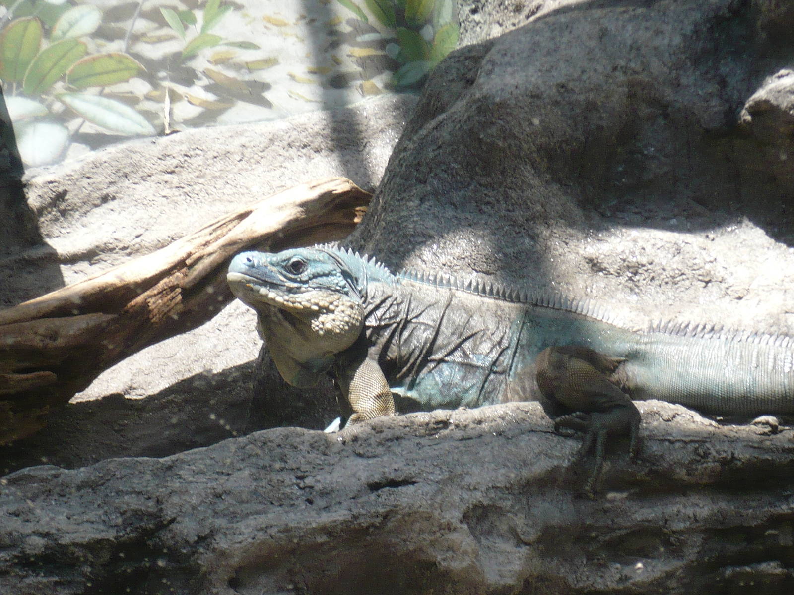 Islands and Lakes Exhibit- Grand Cayman Blue Iguana