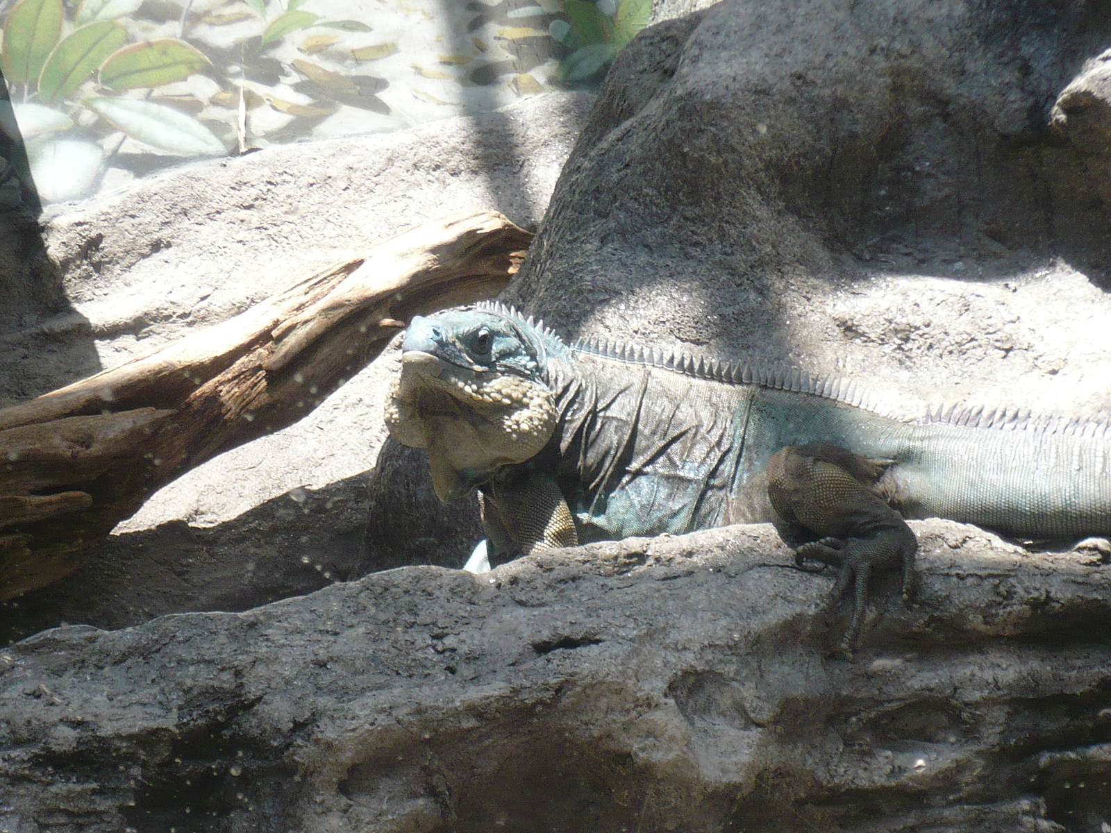 Islands and Lakes Exhibit- Grand Cayman Blue Iguana