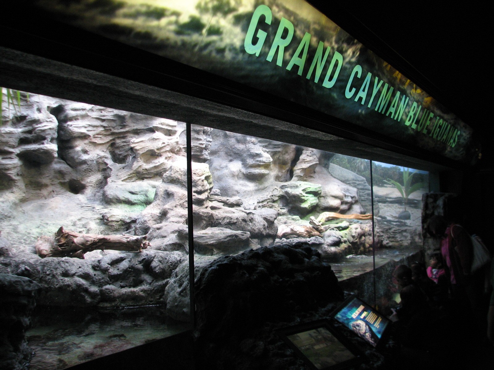 Islands and Lakes - Grand Cayman Blue Iguana Exhibit