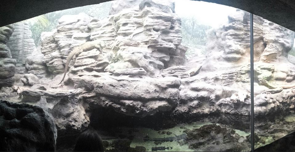 Islands and Lakes - Grand Cayman Blue Iguana Exhibit