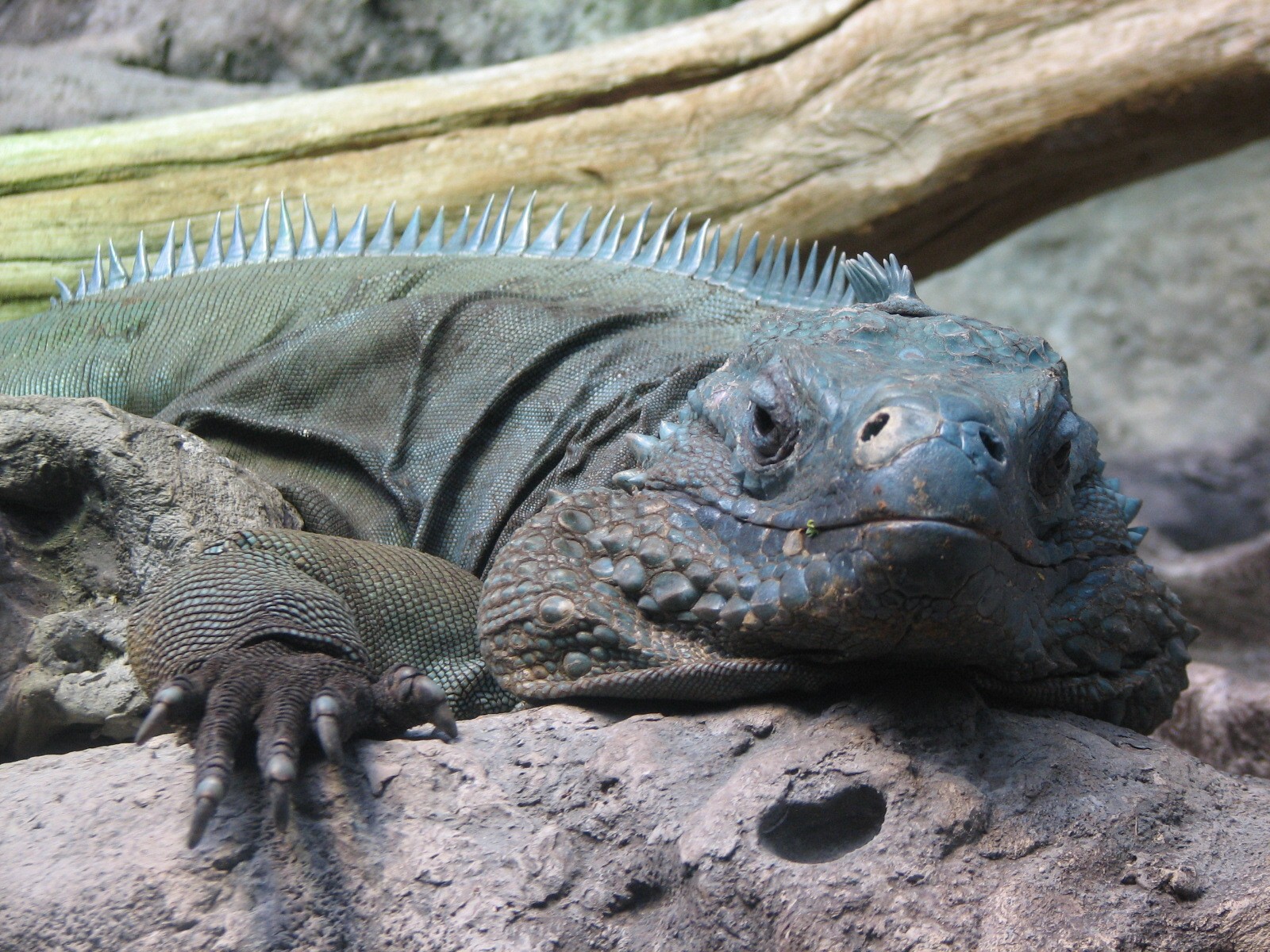 Islands and Lakes - Grand Cayman Blue Iguana