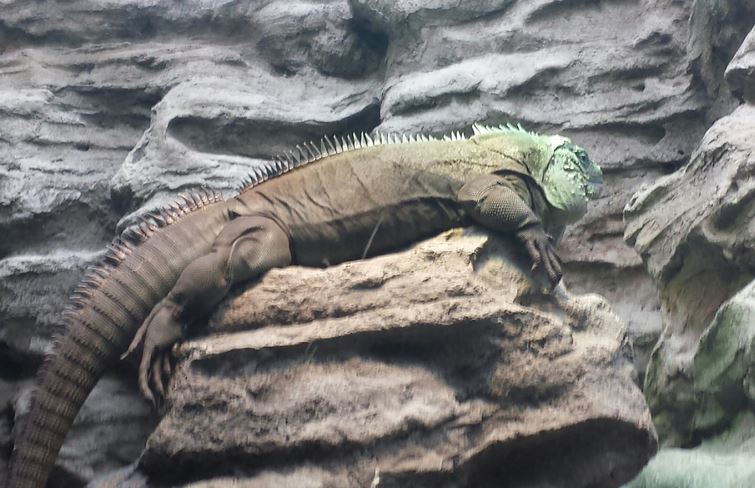 Islands and Lakes - Grand Cayman Blue Iguana