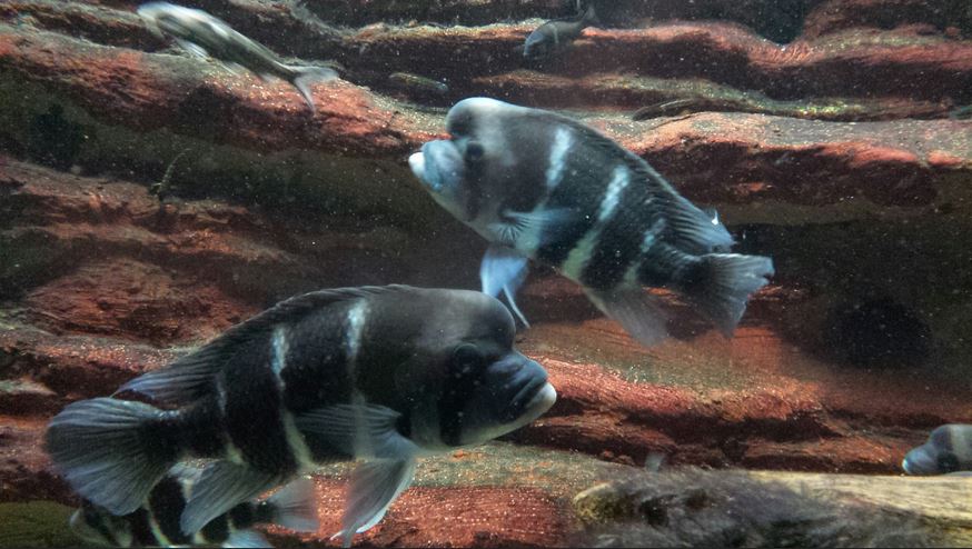 Islands and Lakes - Humphead Cichlids