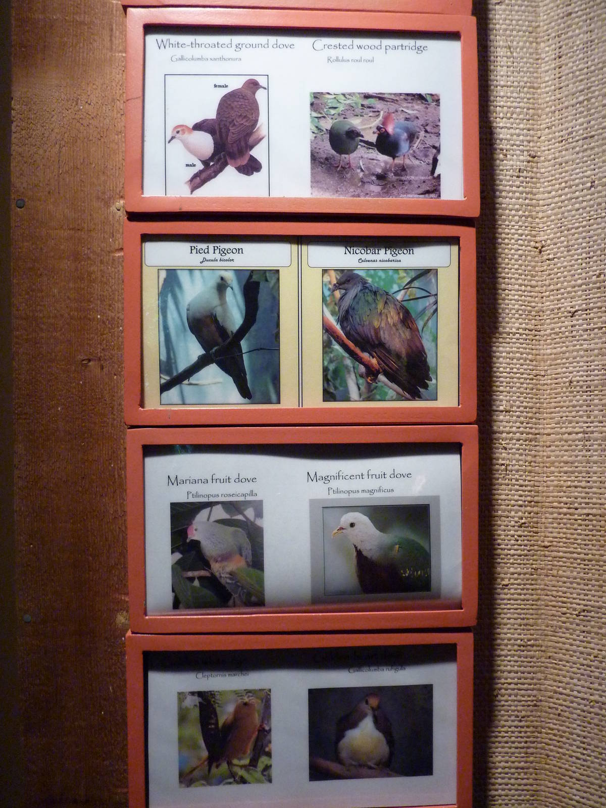 Islands - Aviary Signage