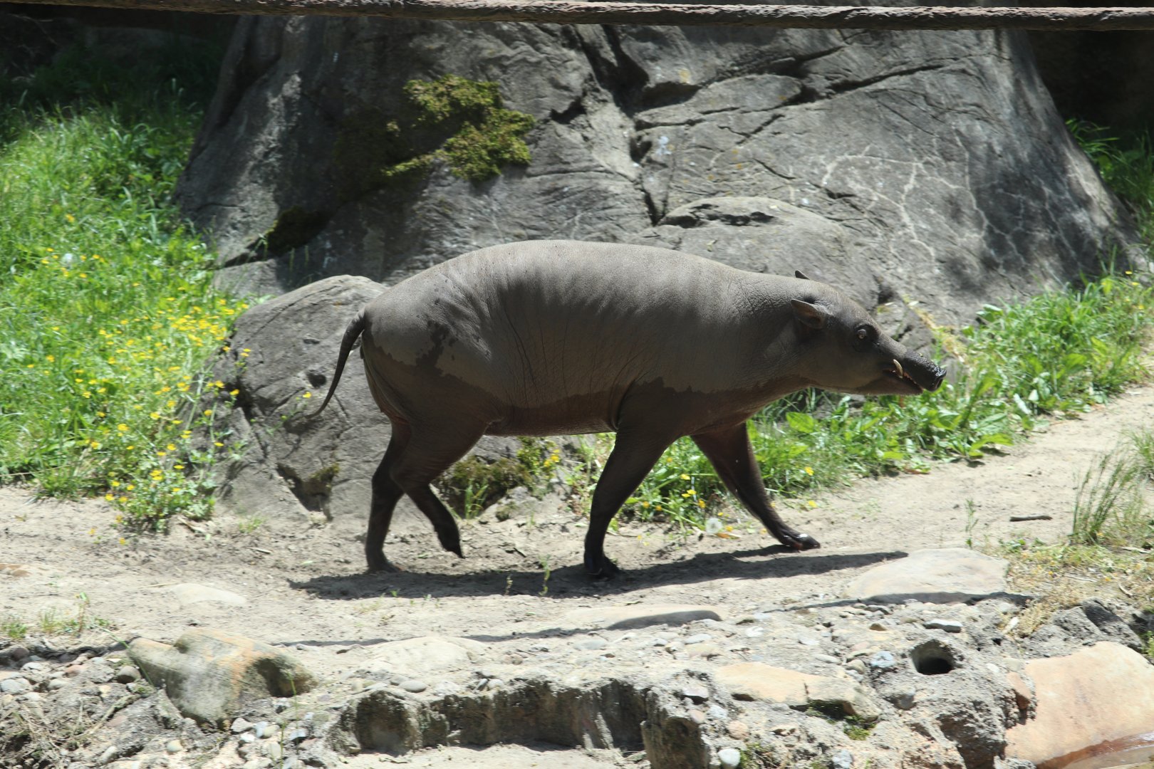 Islands - Babirusa