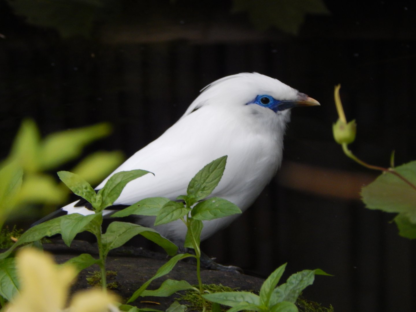 Islands - Bali myna 071020