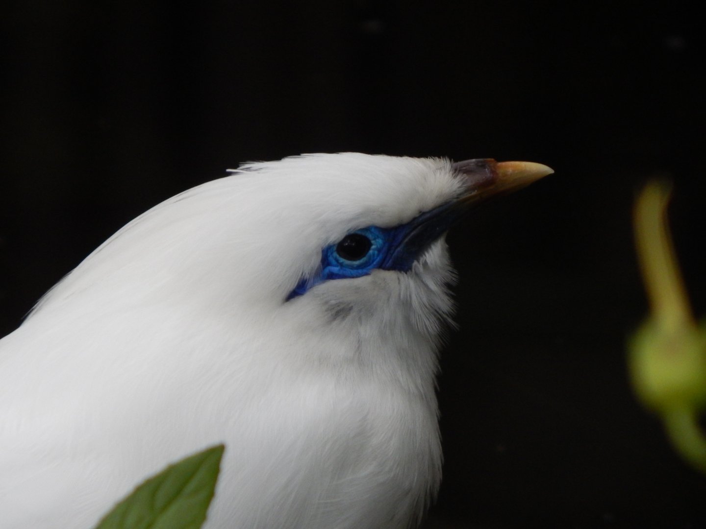 Islands - Bali myna 071020