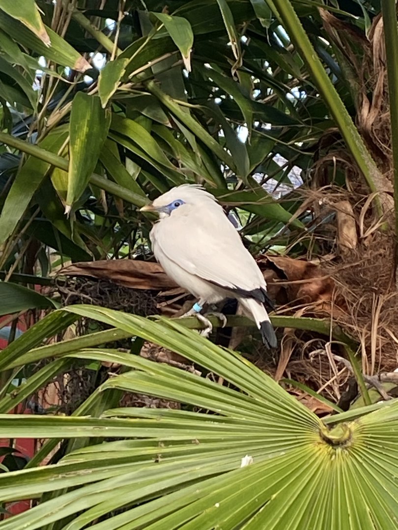 Islands - Bali myna 241123