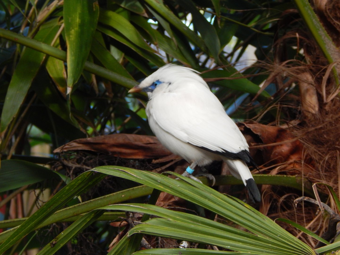 Islands - Bali myna 241123