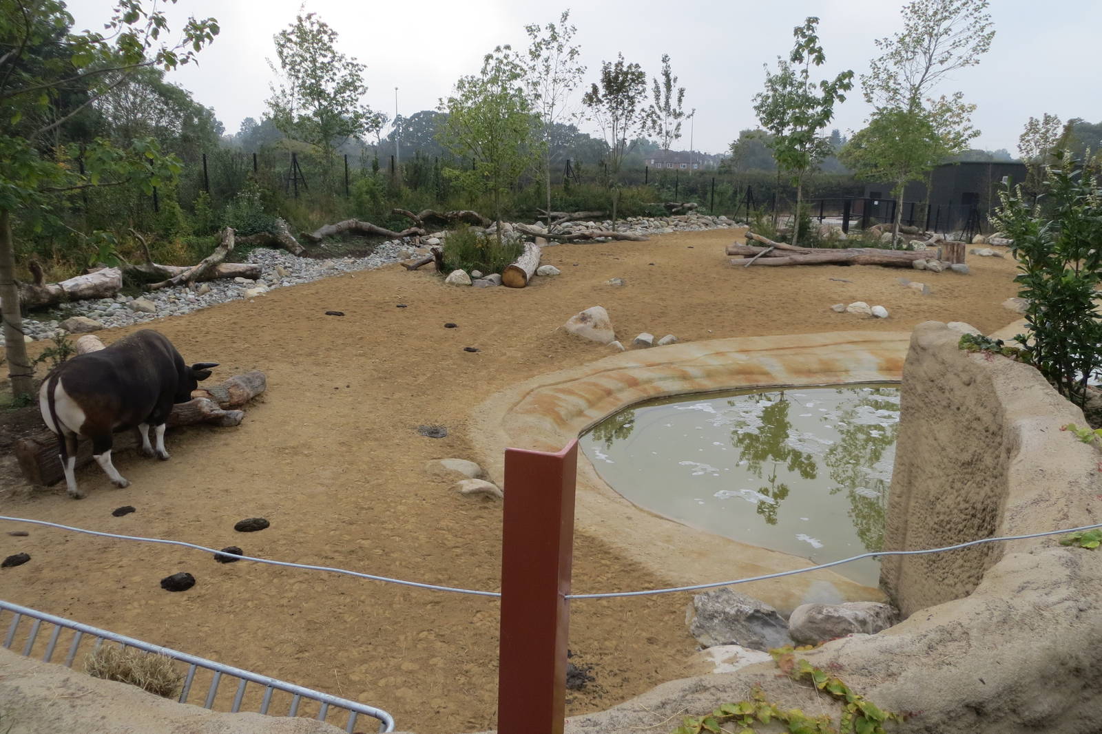 Islands - Banteng enclosure 031015