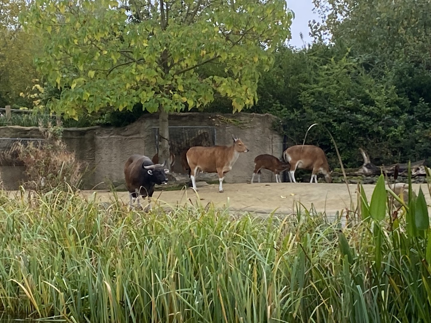 Islands Boat Trip view - Javan bantengs 181021