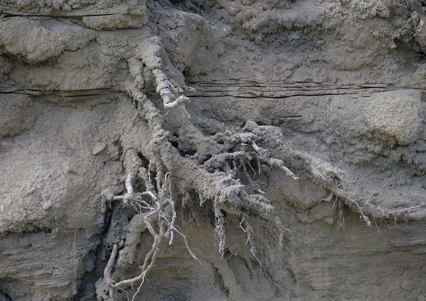 Islands by Boat - Riverbank Detail