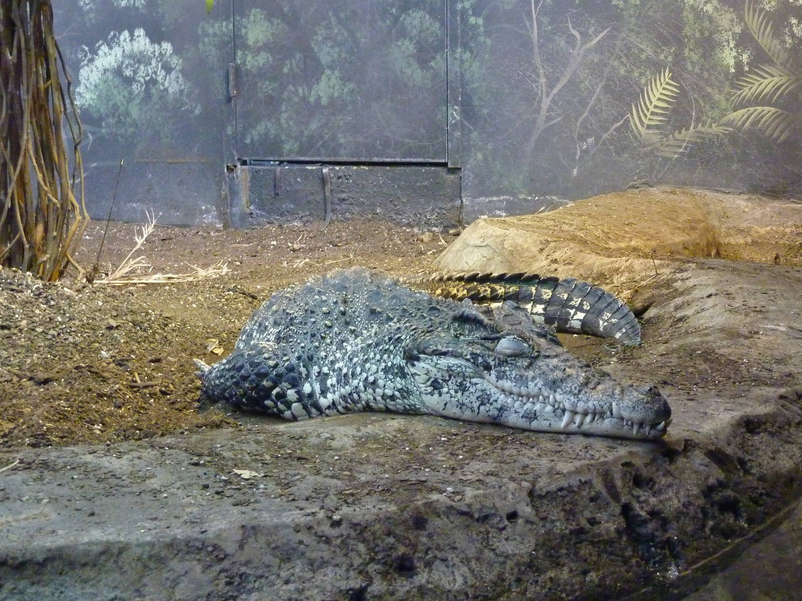 Islands - Cuban Crocodile