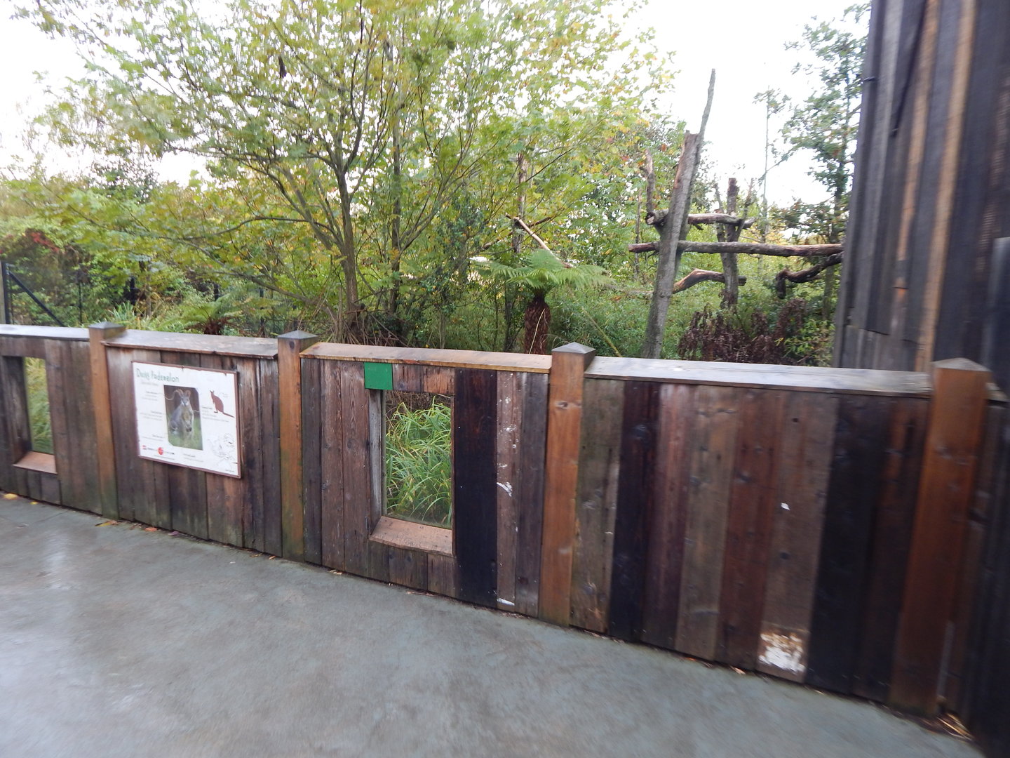 Islands - Dusky pademelon and Goodfellow's tree kangaroo enclosure 221022