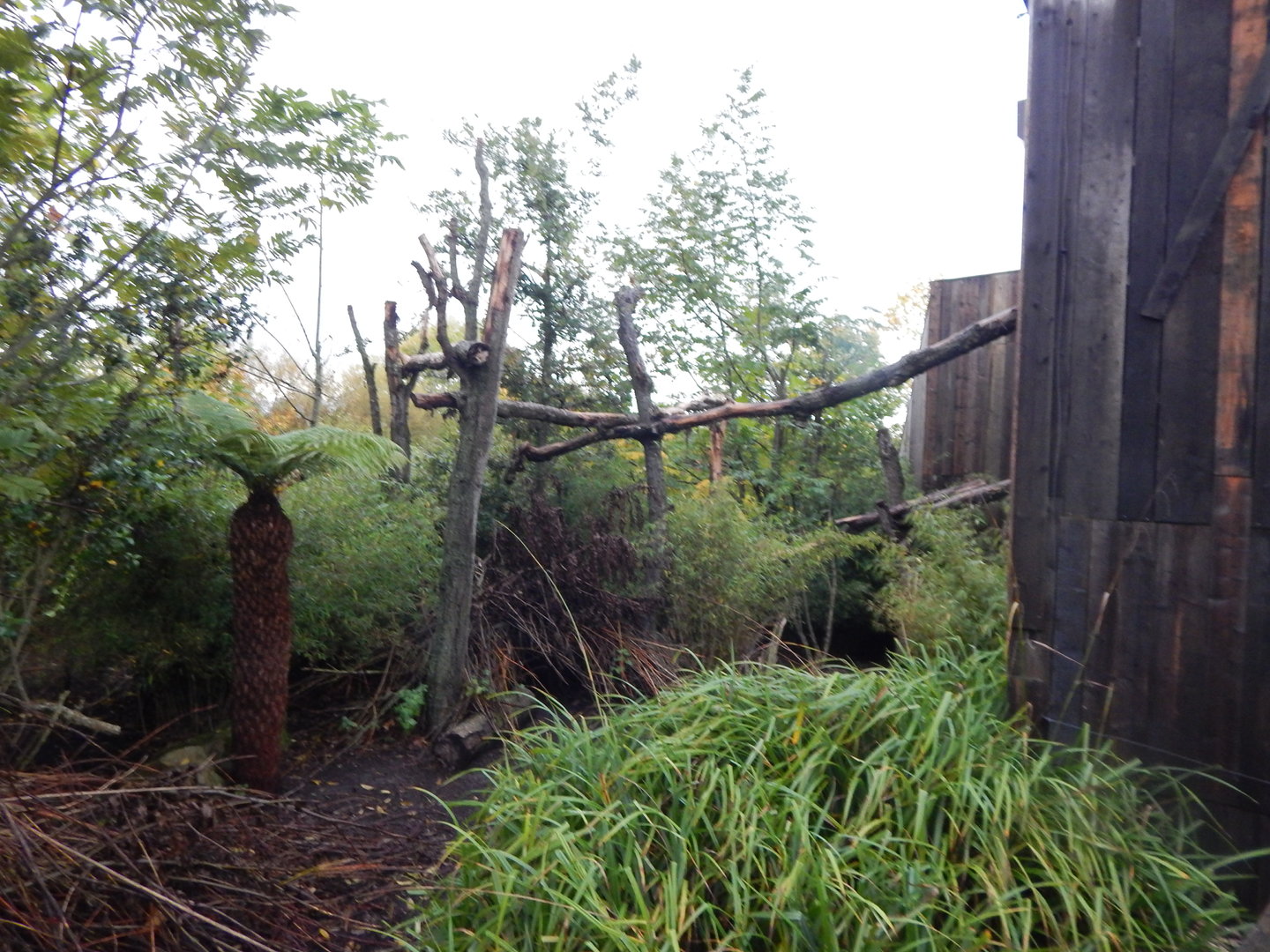 Islands - Dusky pademelon and Goodfellow's tree kangaroo enclosure 221022