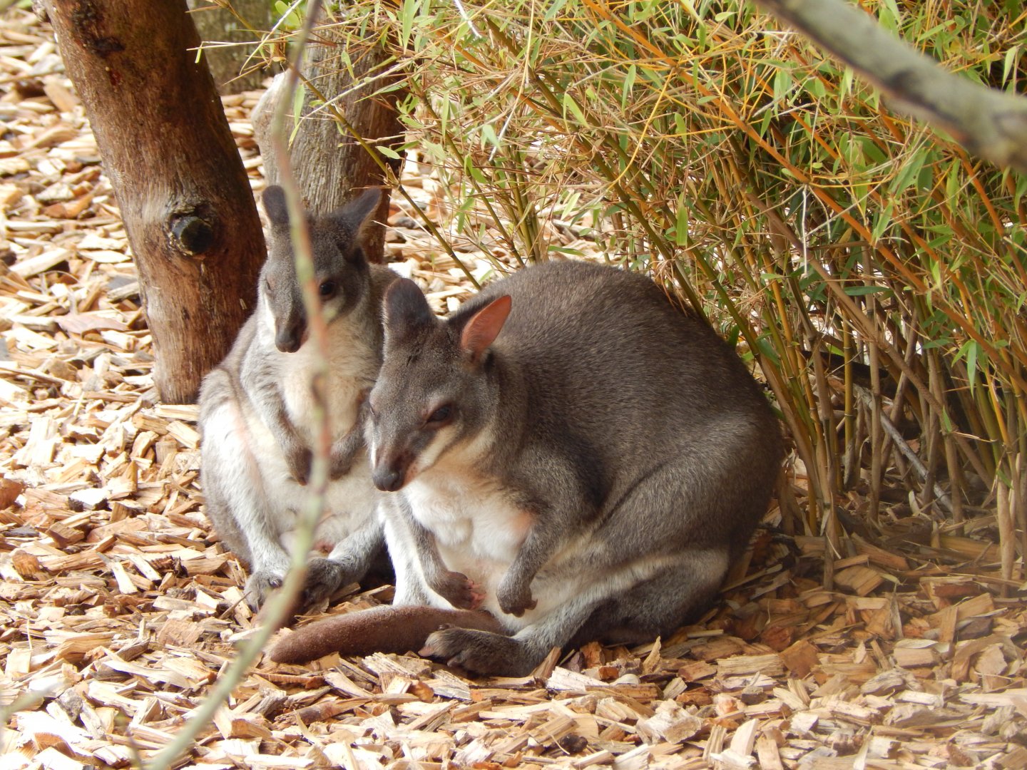 Islands - Dusky pademelons 071020