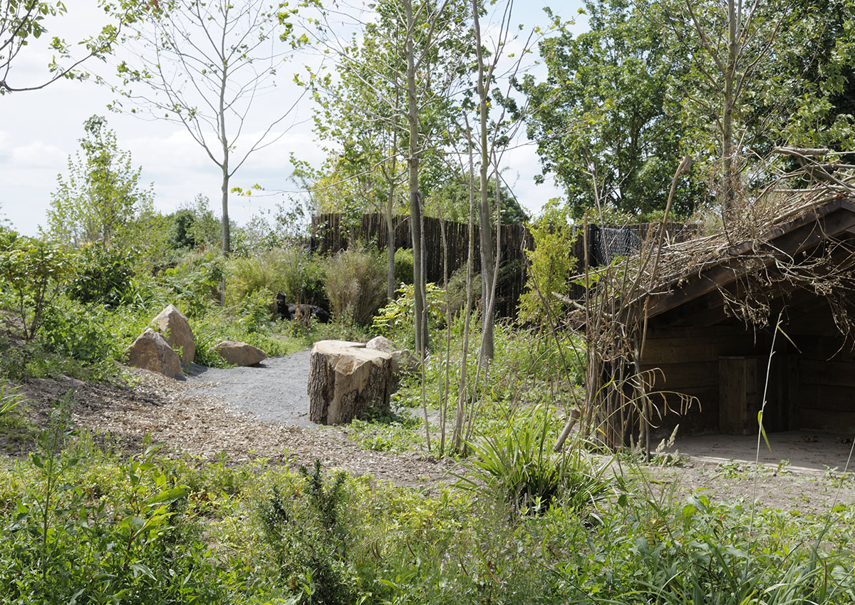 Islands Extra - spot the anoa