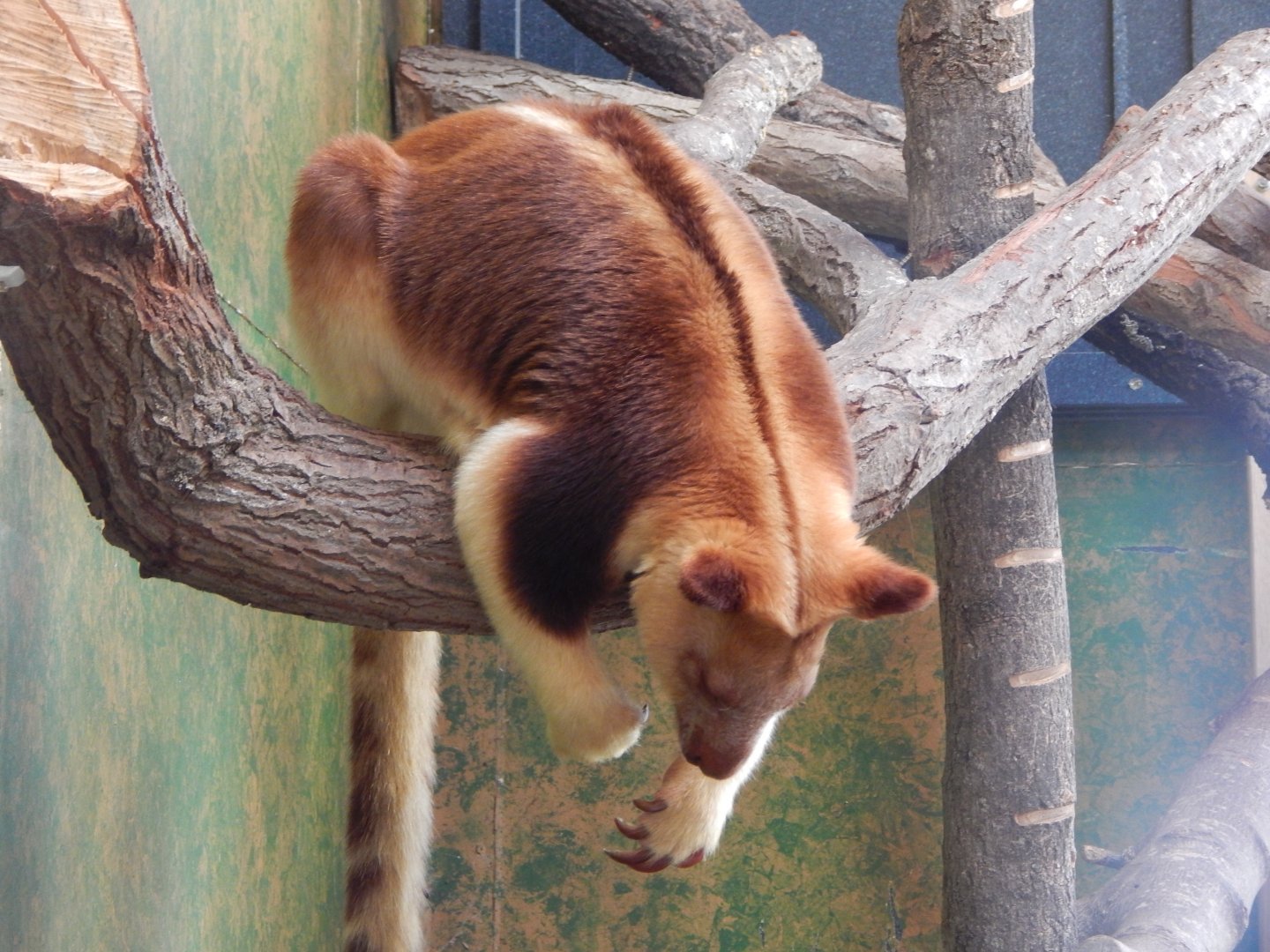 Islands - Goodfellow's tree kangaroo 071020