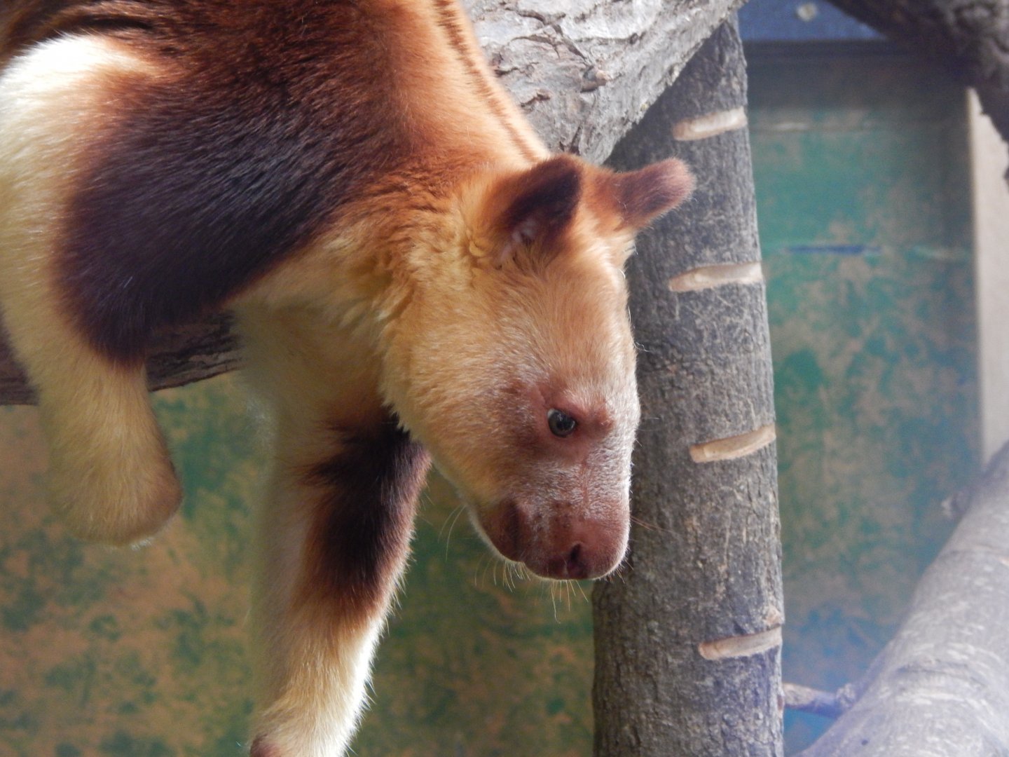 Islands - Goodfellow's tree kangaroo 071020