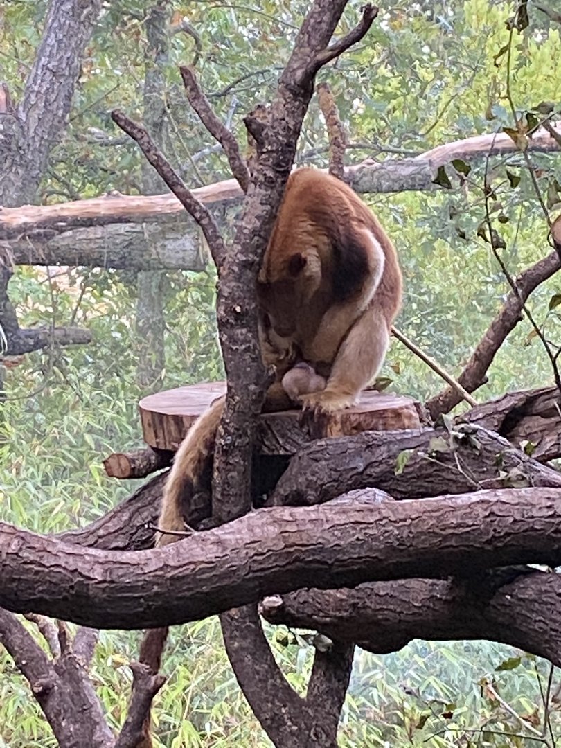 Islands - Goodfellow's tree kangaroo 221022