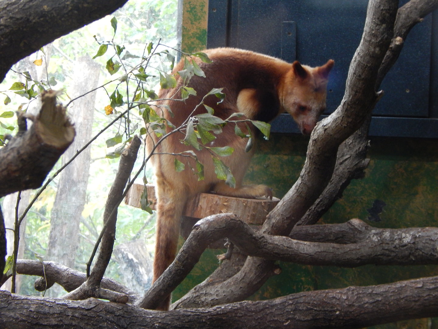 Islands - Goodfellow's tree kangaroo 221022