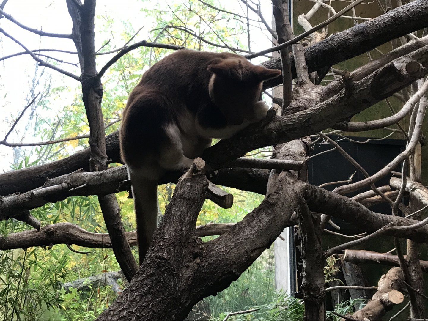 Islands - Goodfellow's tree-kangaroo 261019