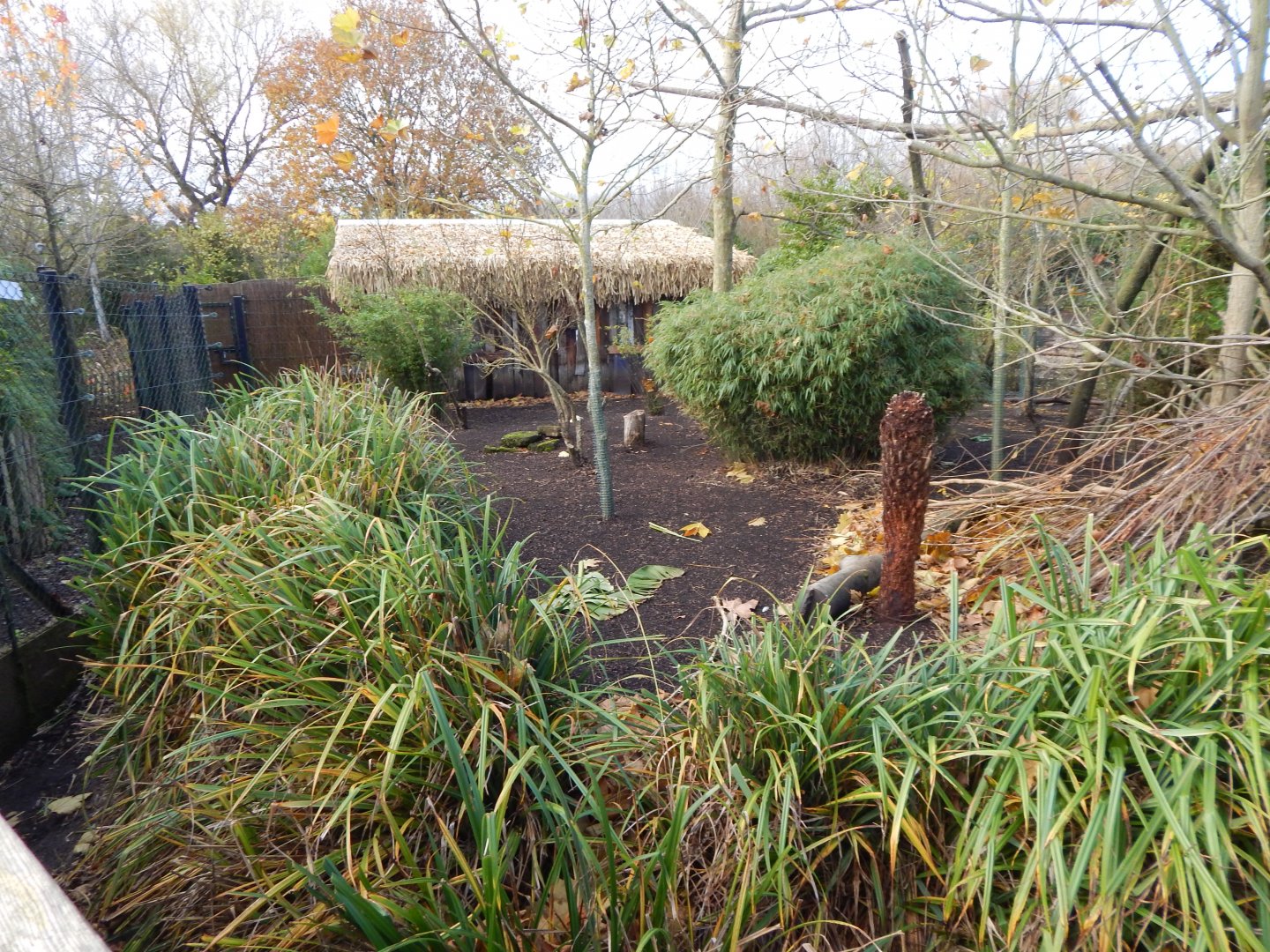 Islands - Goodfellow's tree kangaroo/Dusky pademelon enclosure 241123