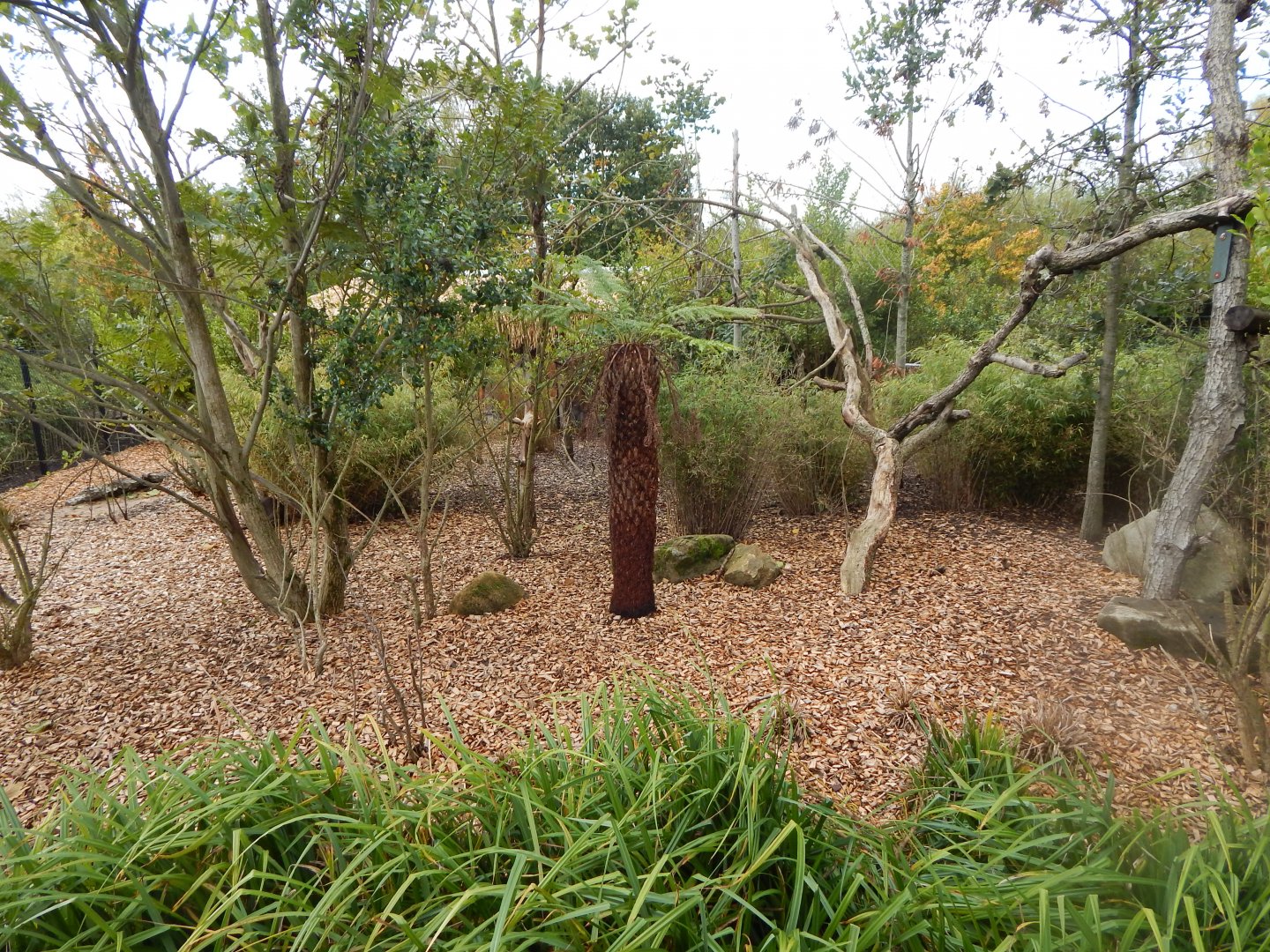 Islands - Goodfellow's tree kangaroo/Dusky pademelon enclosure outdoors 071020