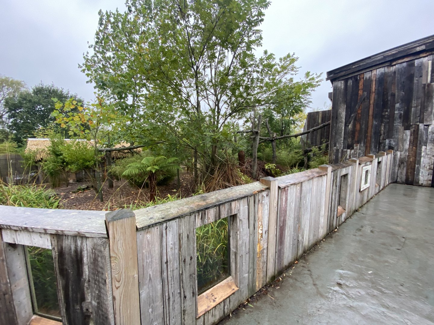 Islands - Goodfellows tree-kangaroo/Dusky pademelon outdoors 181021