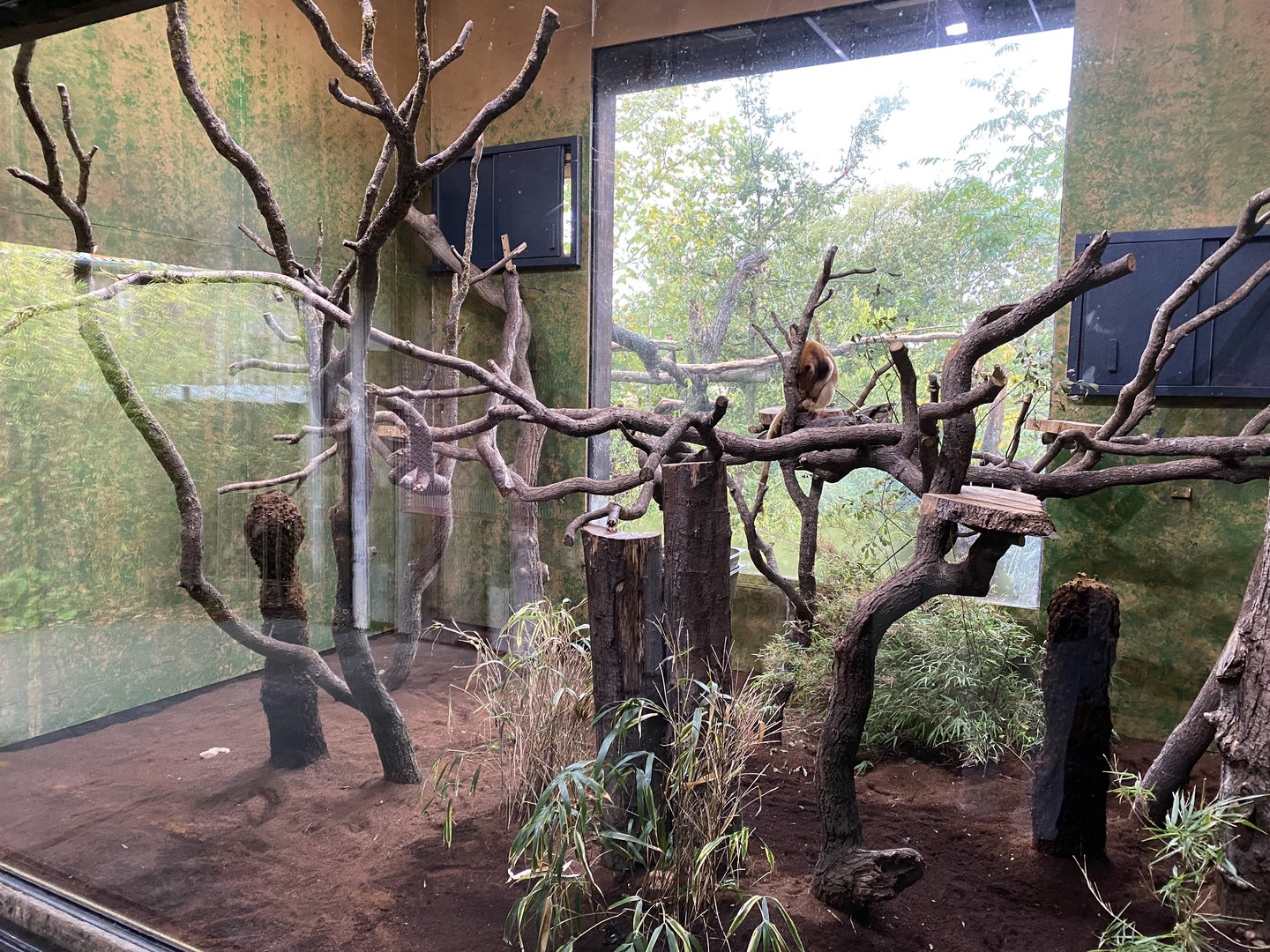 Islands - Goodfellow's tree kangaroo enclosure 221022
