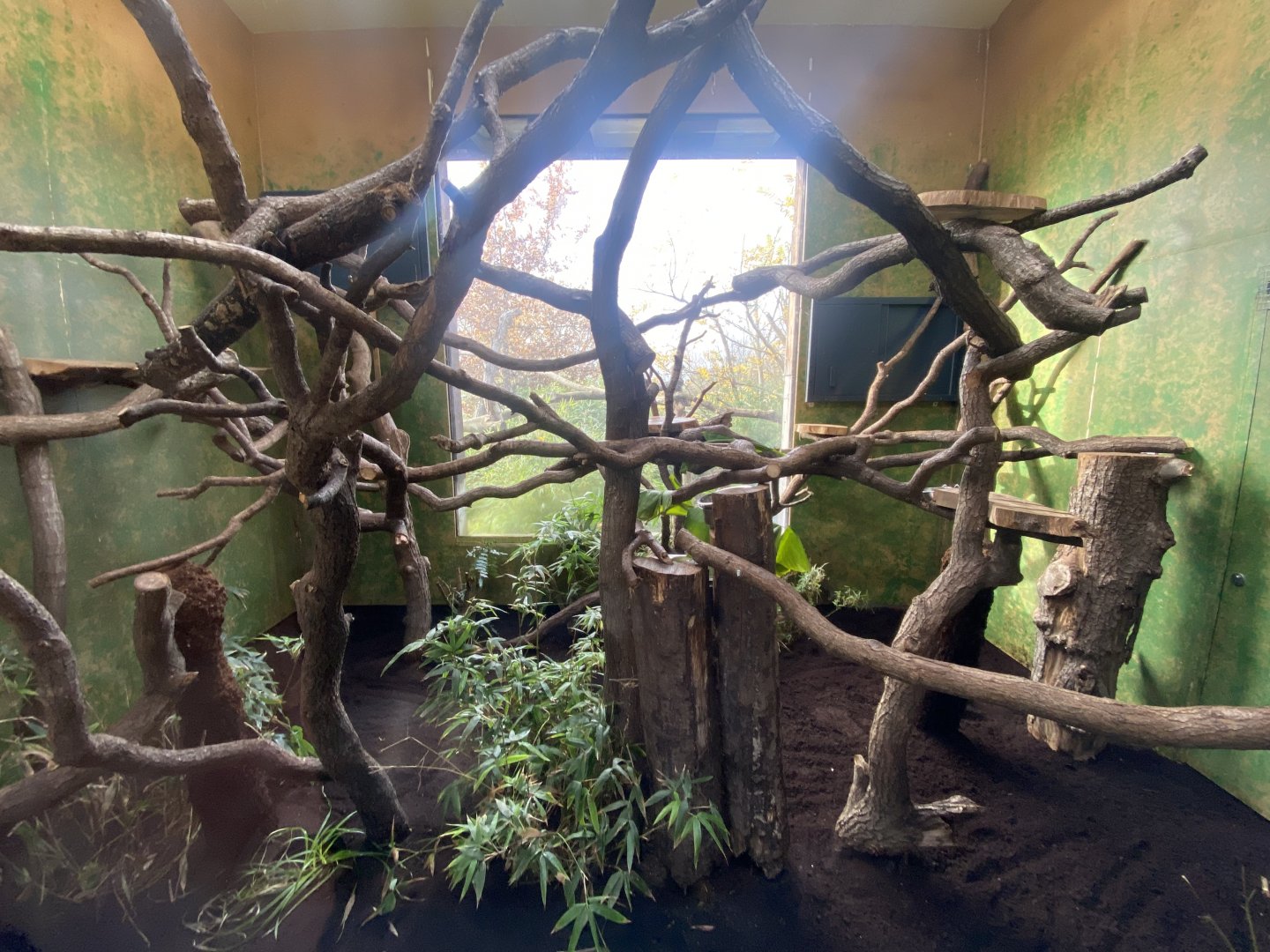 Islands - Goodfellow’s tree-kangaroo enclosure 241123