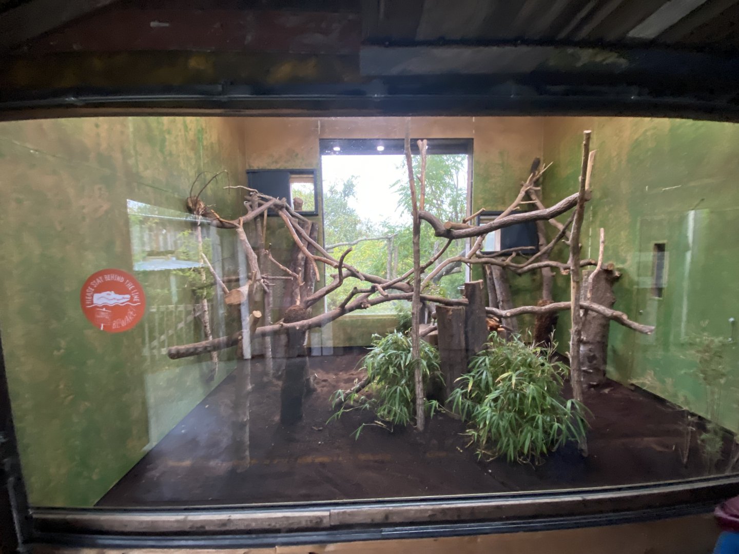 Islands - Goodfellows tree-kangaroo indoors 181021