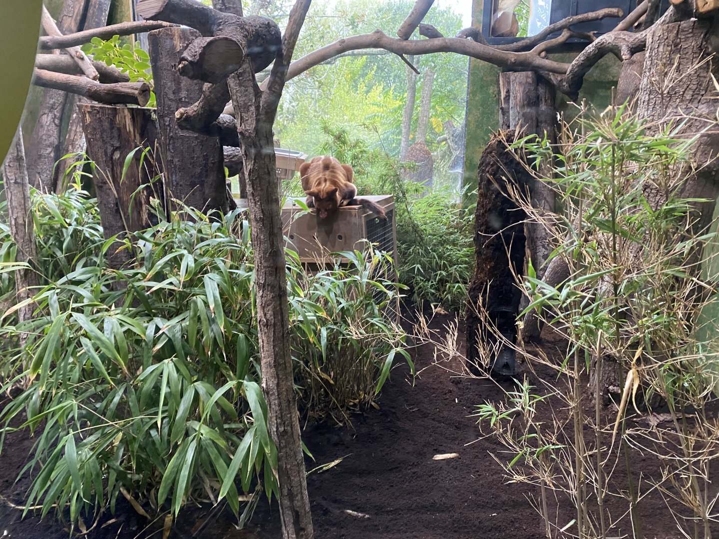 Islands - Goodfellows tree-kangaroo indoors 181021