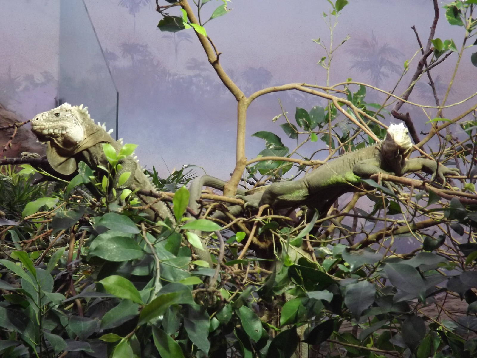 Islands in Danger at Chester Zoo 31/03/12