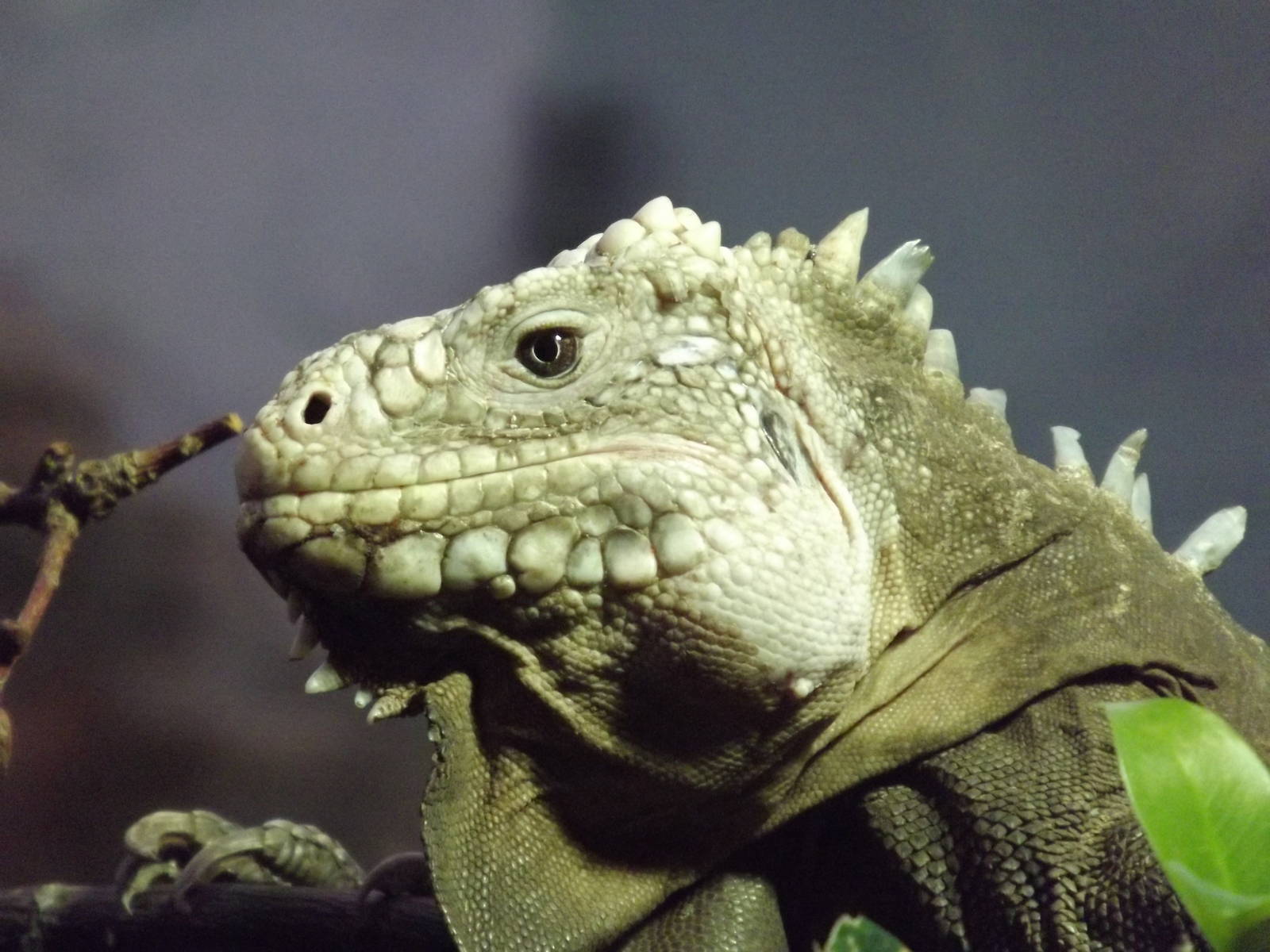 Islands in Danger at Chester Zoo 31/03/12