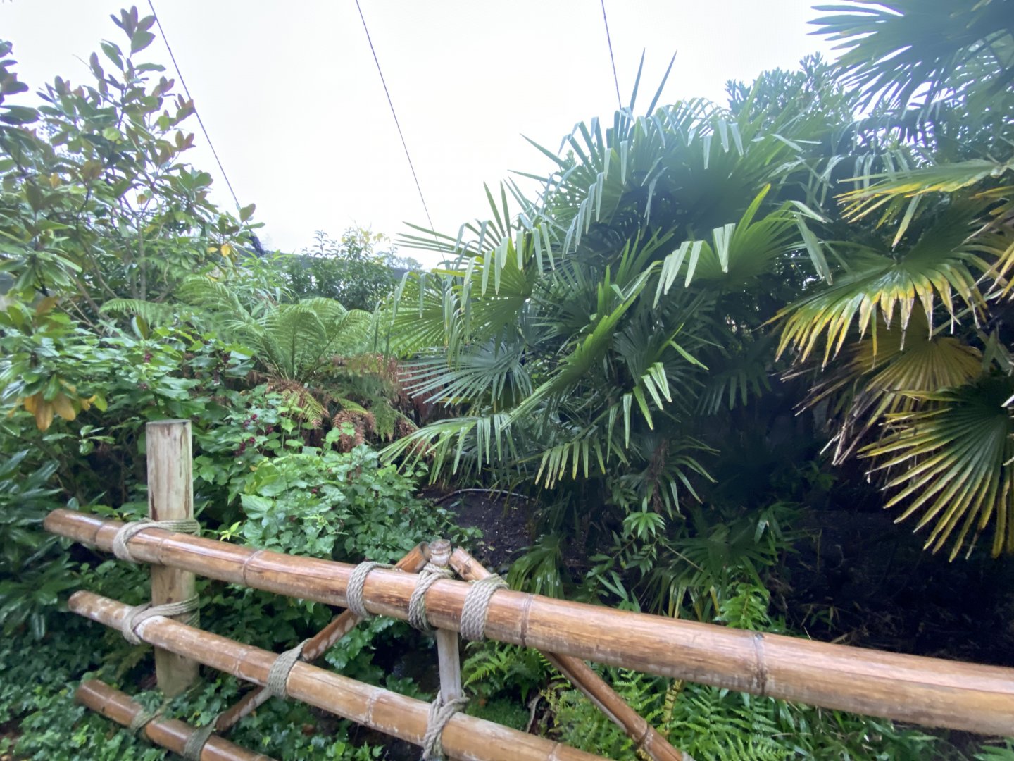 Islands - Indonesian Aviary 181021