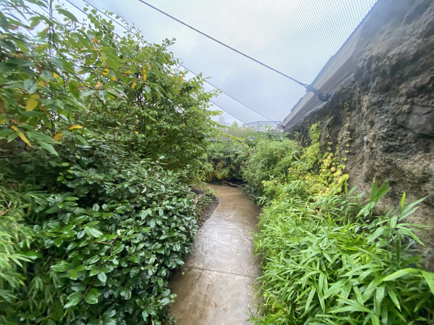 Islands - Indonesian Aviary 181021